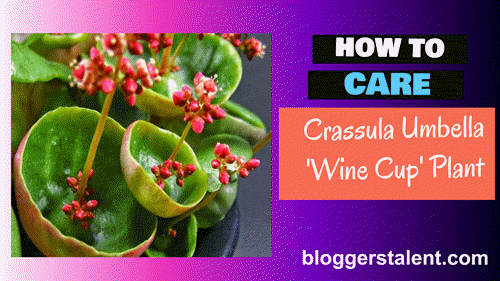 how to care crassula umbella plant