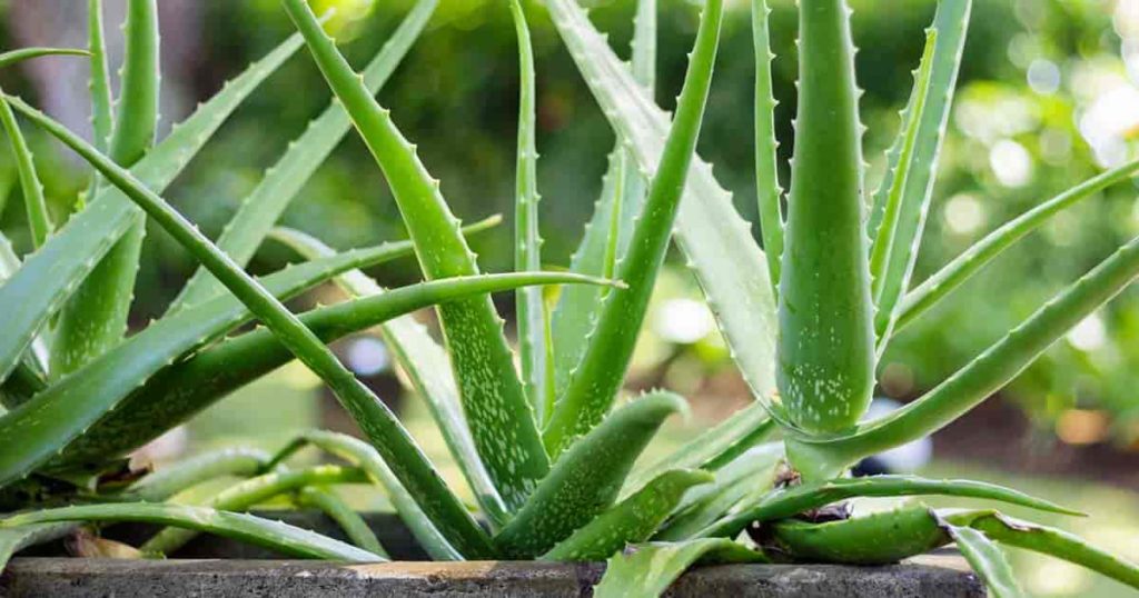 Aloe vera Plant Care & Guide - Bloggerstalent