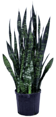 Sansevieria trifasciata 'Black Coral'